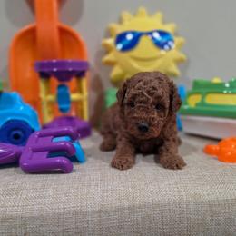Yoda (AKC) - Red  male Poodle puppy in Rainbow City, Alabama from Spinks Poodles