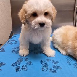 Katara - Parti female Poodle puppy in Washington from Mt.BakerPoodles&Doodles