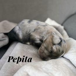 Pepita - Blue merle female Aussiedoodle puppy in Lebanon, Oregon from Abbott Family Farm