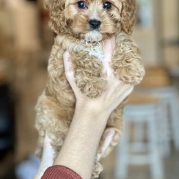 Cavapoo, Cockapoo, and Goldendoodle Puppies from Jolidoodles