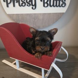 Ocean - Black and tan male Yorkshire Terrier puppy in Clermont, Florida from Bella's Prissy Butts