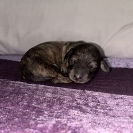 Akc cream brindle - Brindle female Dachshund puppy in Lehigh Acres, Florida from Ruby Rose Dachshund Dynasty
