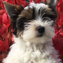 Biewer Terriers from Ravenwood