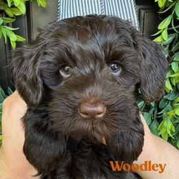 Woodley - Chocolate female Australian Labradoodle puppy in Silver Spring, Maryland from Potomac Australian Labradoodles