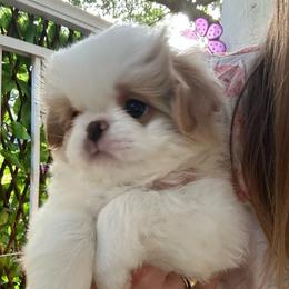 Clover - Lemon and white male Japanese Chin puppy in Orlando, Florida from Meghan's Japanese Chins