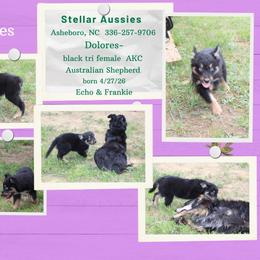 Dolores - Black tri-color female Australian Shepherd puppy in Asheboro, North Carolina from Stellar Aussies