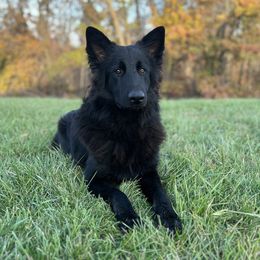 Loki - German Shepherd
