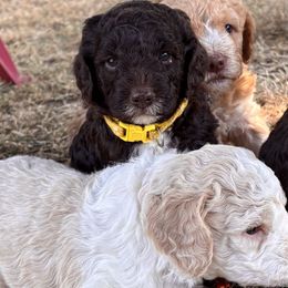 Lagotto Romagnolo Puppies from Stan and Merrie's Lagotto Romagnolo