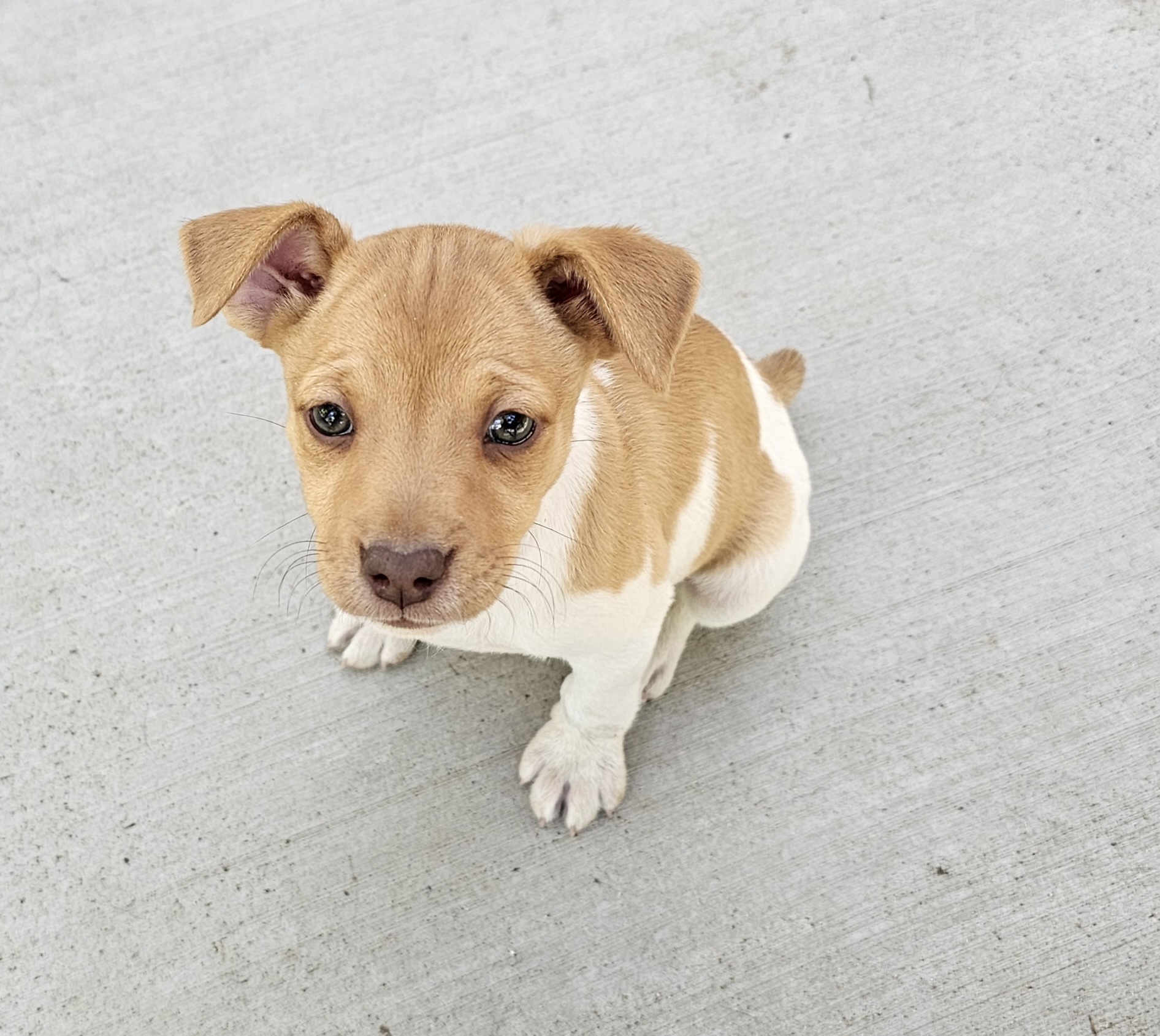 Girl 2 - Rat Terrier puppy in White City, Oregon from Walkabout Australian Kelpies and Rat Terriers