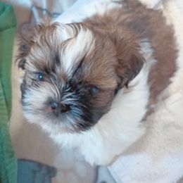 Shih Tzu Puppies from Mia AKC Shih Tzus