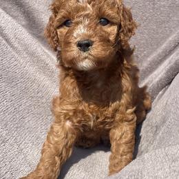 Cavapoo Puppies from The Doodle Den