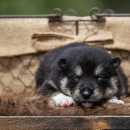 Pomsky Puppies from Pioneer Peak Pomskies
