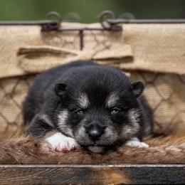 Pomsky Puppies from Pioneer Peak Pomskies