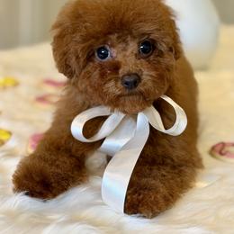 Starburst - Red  female Poodle puppy in Salem, Oregon from Lavish Poodles