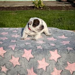 Red - Red speckled female Australian Cattle Dog puppy in Spokane, Washington from 4D Cattle Dogs