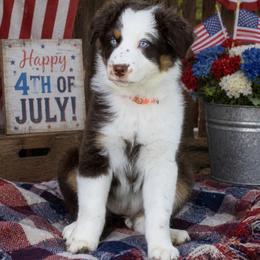 Freedom - Red & white female Australian Shepherd puppy in Harrah, Oklahoma from Kamm's Aussies