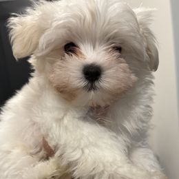 Thirddog - White male Maltese puppy in Kansas City, Missouri from Bichoncitos Malteses ❤️