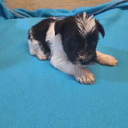 Ziggy - Parti male Miniature Schnauzer puppy in Warrenville, South Carolina from All Paws Pet Resort
