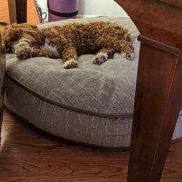 Australian Labradoodle Puppies from Llewellyn's Grove Labradoodles