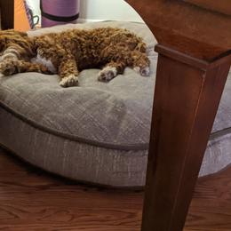 Australian Labradoodle Puppies from Llewellyn's Grove Labradoodles