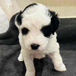 Zion- Female Reservation 8 - White female Sheepadoodle puppy in Spokane, Washington from Downriver Doodles