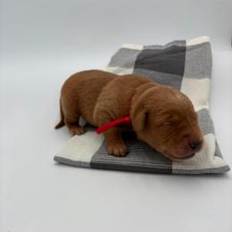 Red - Yellow male Labrador Retriever puppy in Heath Springs, South Carolina from Rich Hill Retrievers