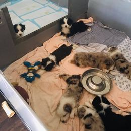 Australian Shepherd Puppies from Thousand Hills Australian Shepherds