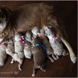Australian Shepherd Puppies from Carolina Aussies