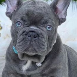 French Bulldogs from Claudinette's French Bulldogs