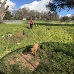 Labradoodle Puppies from California Double Doodles