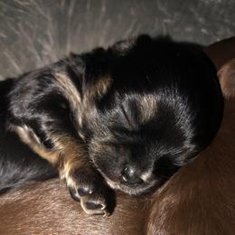 Stacy Clyburn(now - Black and tan female Chihuahua puppy in Amelia, Virginia from Pannell’s Precious Pups