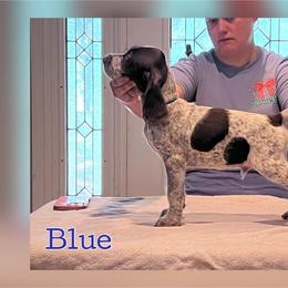 Blue - Liver and white male German Wirehaired Pointer puppy in Umatilla, Florida from Double D Picards and GWPs