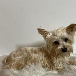 Sunny - Yorkshire Terrier