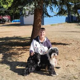 Halo - Tibetan Terrier