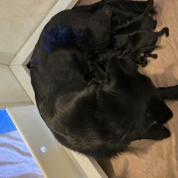 Yellow collar - Black and red female German Shepherd puppy in Lyndonville, New York from Steinholtz German Shepherds