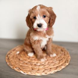 Amber - Apricot female Goldendoodle puppy in Billings, Montana from Montana Raised Doodles