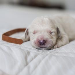 Mr. Brown Collar - Light golden male Golden Retriever puppy in Troy, Alabama from Southland Goldens
