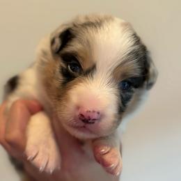 Blue Merle male 2 - Blue merle male Australian Shepherd puppy in Castle Rock, Washington from Zoolo Kennels