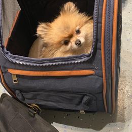Pomeranian All Grown Up from ShowPomeranians