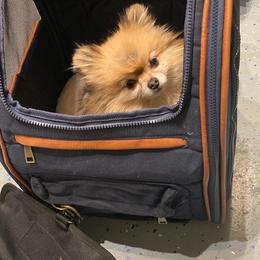 Pomeranian All Grown Up from ShowPomeranians