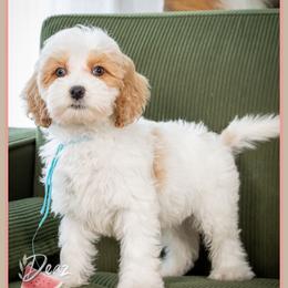 Jonathan - Red male Cockapoo puppy in Connersville, Indiana from Deaz Doodle Ranch