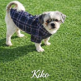 Kiko - Shih Tzu