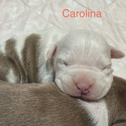 Carolina - Blue fawn female American Staffordshire Terrier puppy in Marietta, Georgia from Ambition Amstaffs
