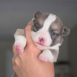 Angelica Schuyler - Sable and white female American Corgi puppy in Tallahassee, Florida from Koko's Korgis