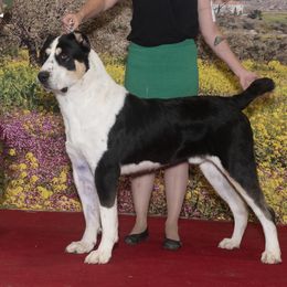 Central Asian Shepherd Dogs and Portuguese Water Dogs from Ascent Central Asian Shepherds & Portuguese Water Dogs