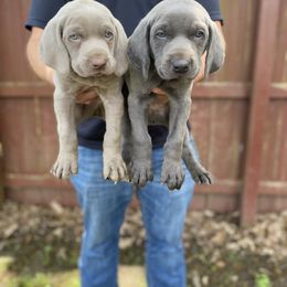 Weimaraner Puppies from Three Oak’s Kennel