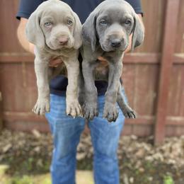 Weimaraner Puppies from Three Oak’s Kennel