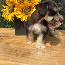 Samson - Liver male Miniature Schnauzer puppy in Hemet, California from Journee Home Mini Schnauzers