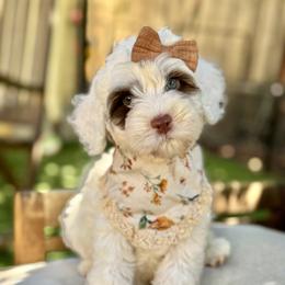 Crane - Chalk female Australian Labradoodle puppy in Morgan Hill, California from Loving Labradoodles