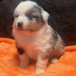 Harvest - Blue merle male Miniature American Shepherd puppy in Plant City, Florida from Osborne & Stormborn FL Kennels